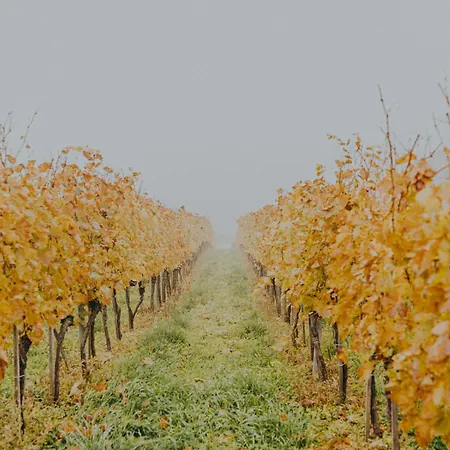 Apartament Fuege Major *